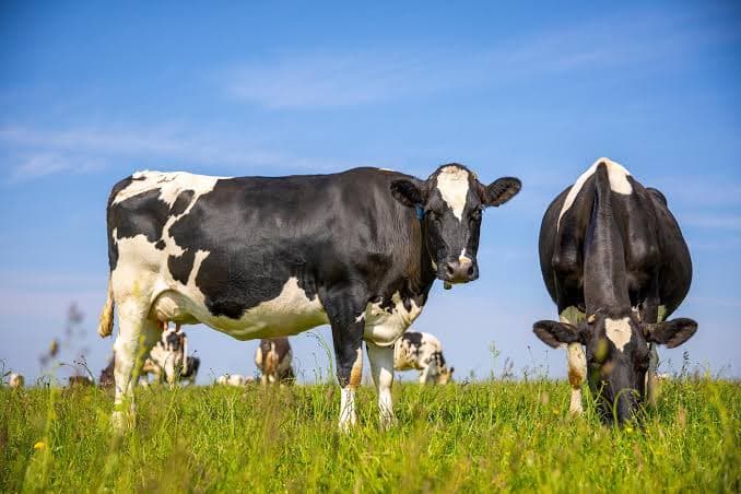 Cows grazing at Kashmir Dairy Farm